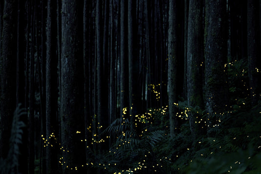 a forest with trees and lights