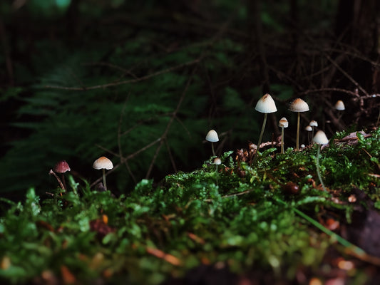 a group of mushrooms sitting on top of a moss covered forest floor