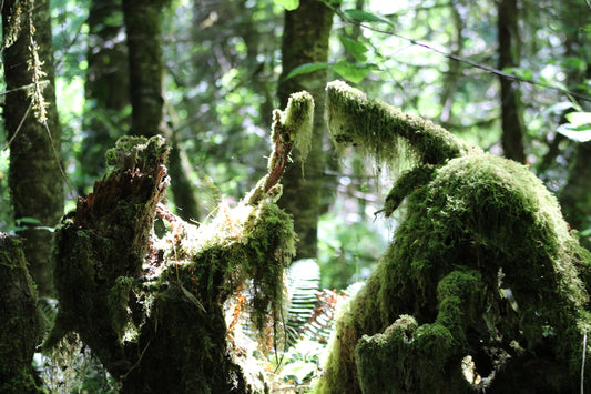 Moss covered rocks in the middle of a forest