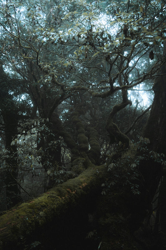 A large tree in the middle of a forest