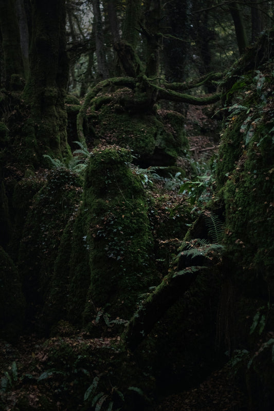 A forest with moss covered rocks and trees
