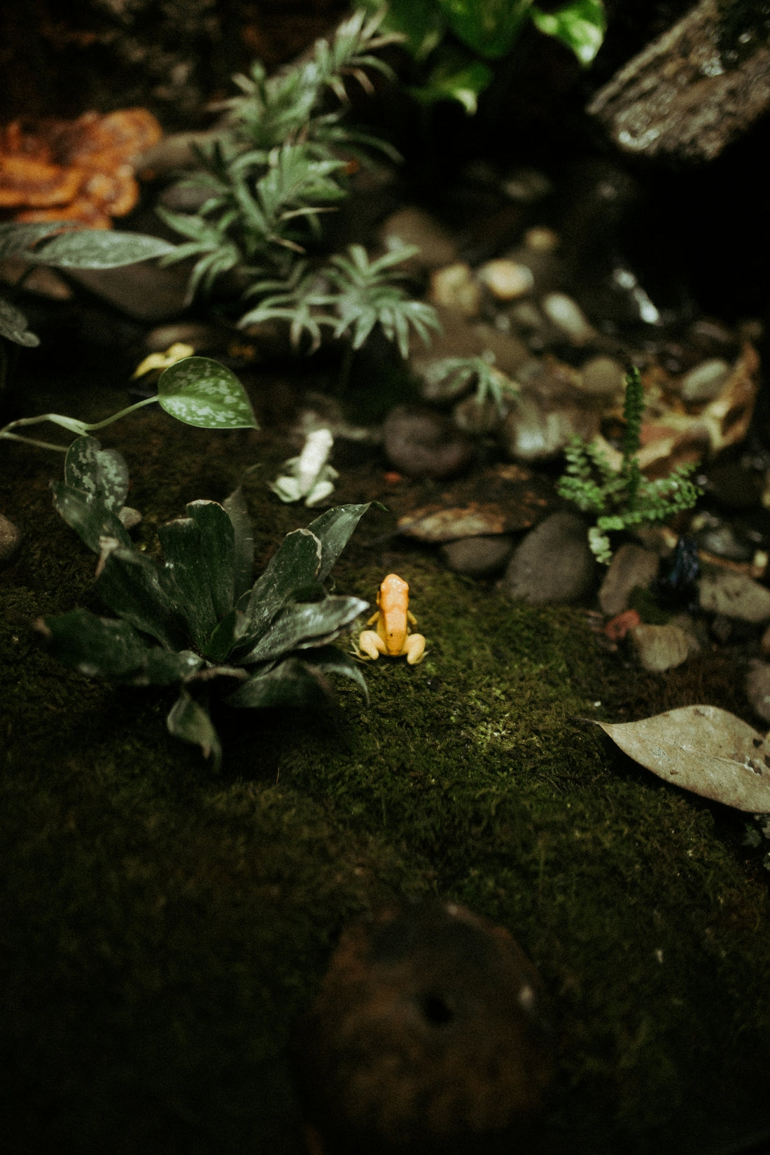 green leaf plant close-up photography