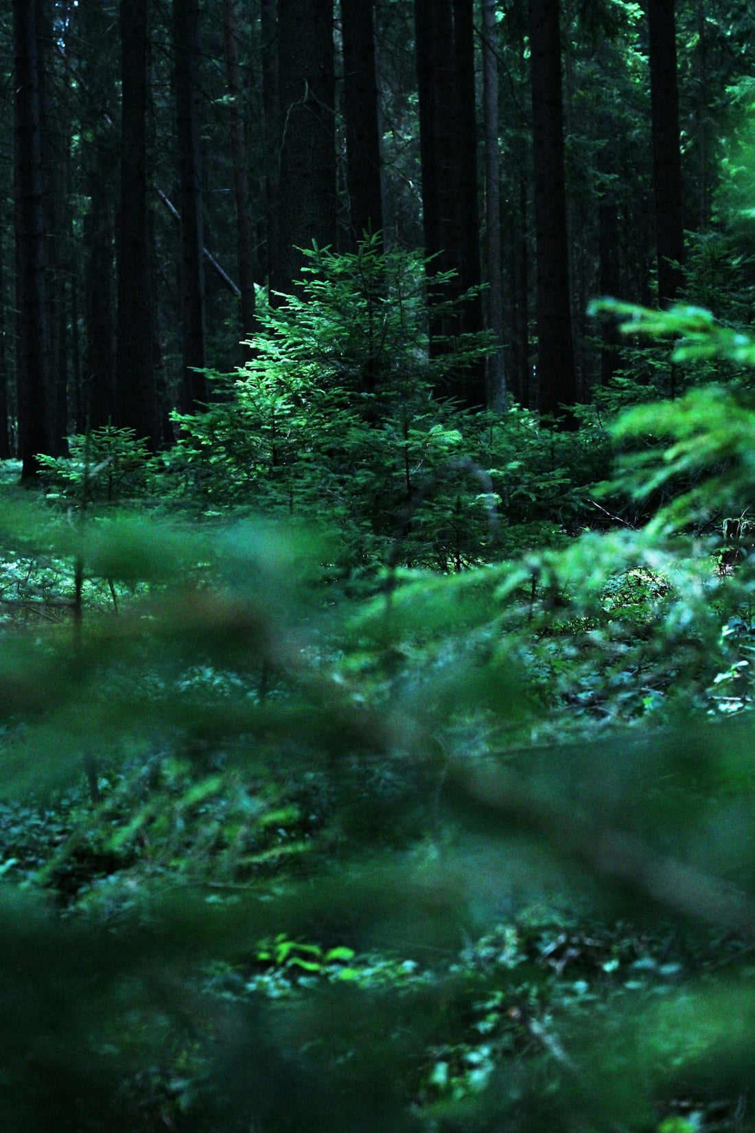 green leafed plants on forest