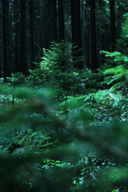 green leafed plants on forest
