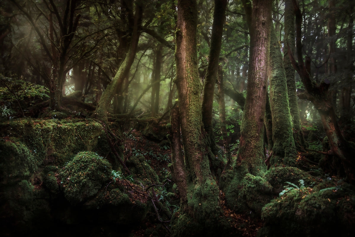 forest during daytime