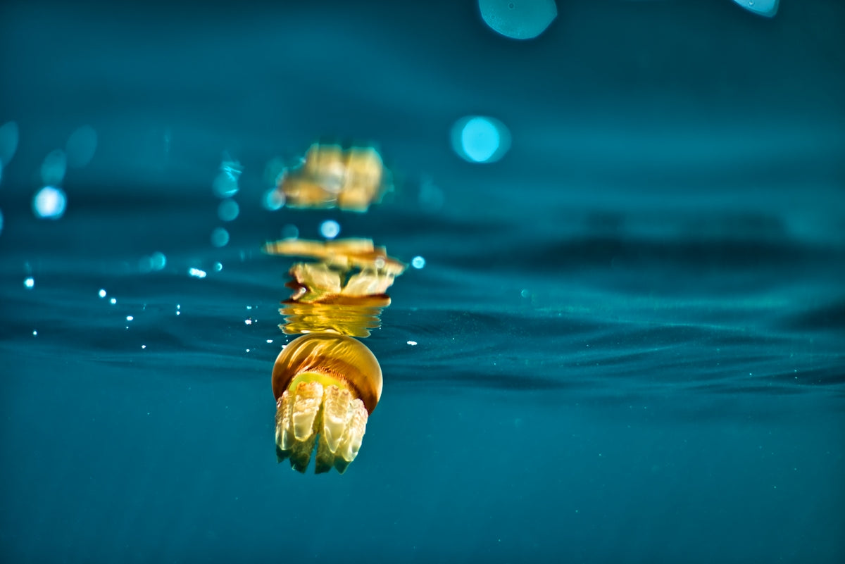 yellow flower on body of water