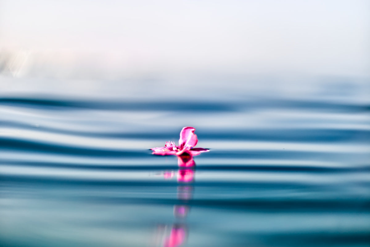 pink petal