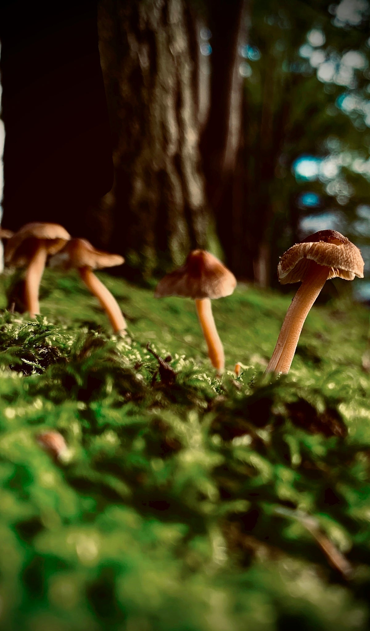 brown mushrooms on green grass during daytime
