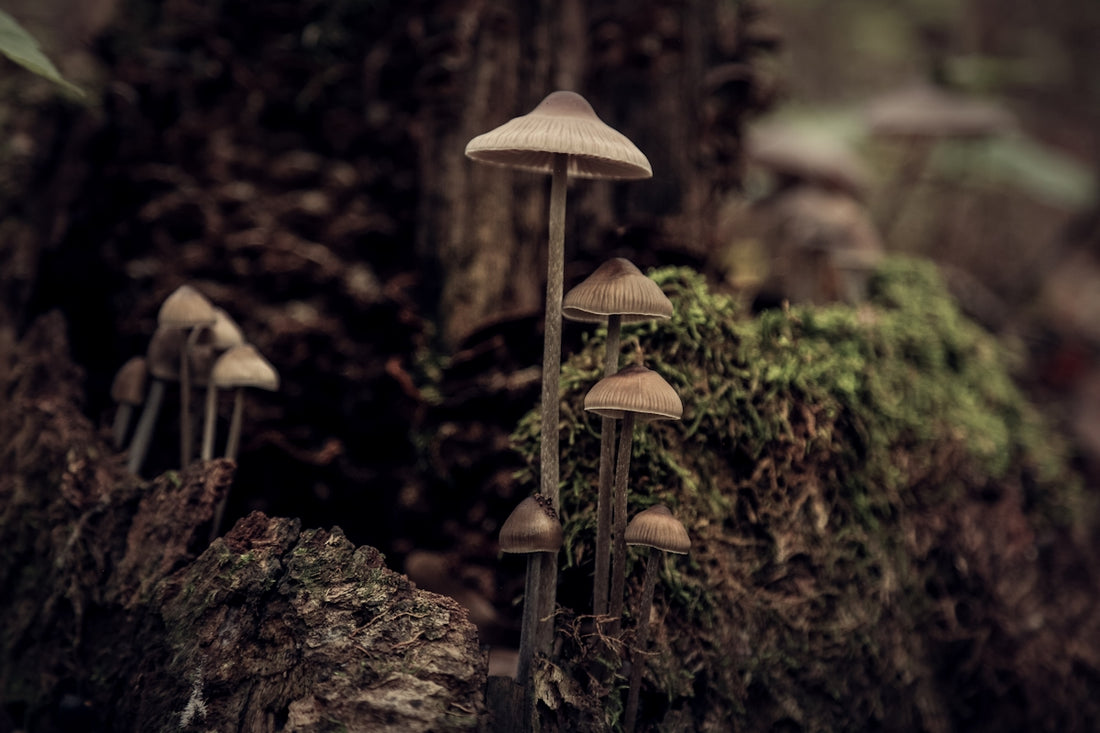 brown mushrooms on brown rock