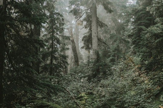 green trees on forest during daytime
