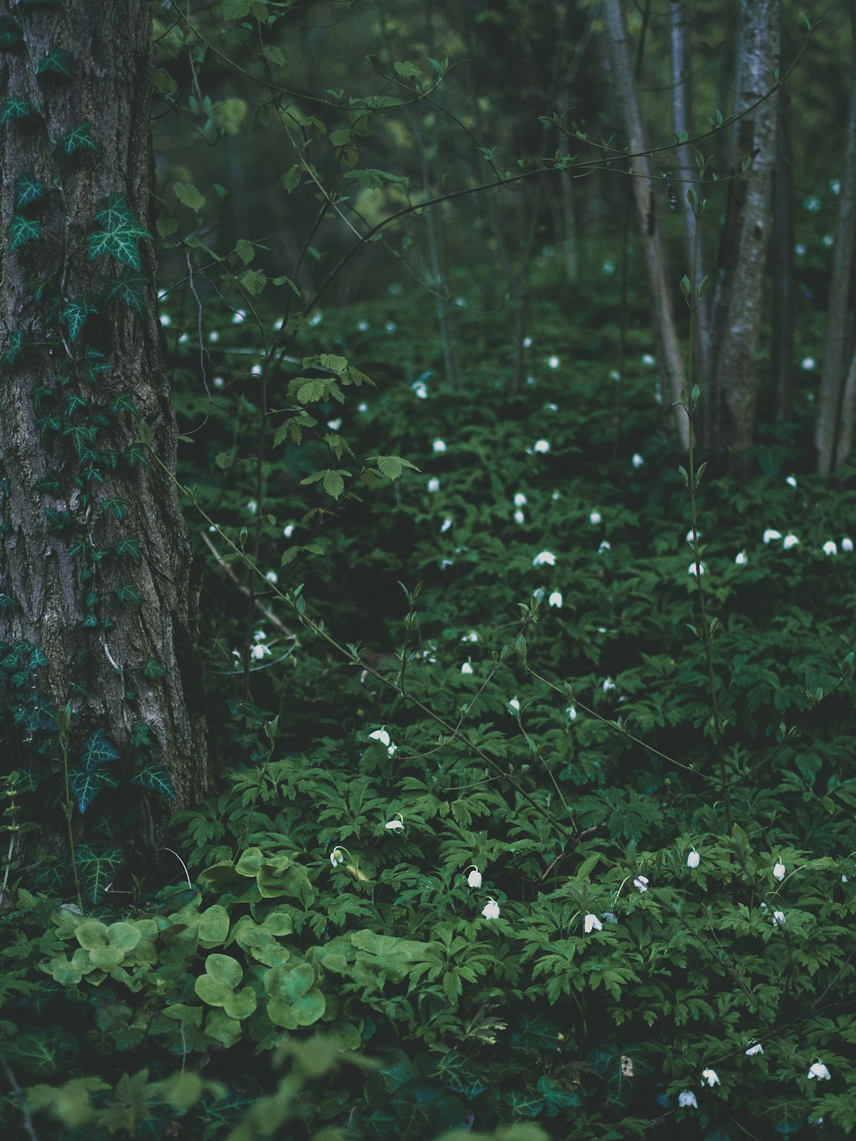 a forest filled with lots of trees and white flowers