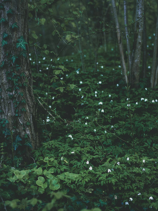 a forest filled with lots of trees and white flowers