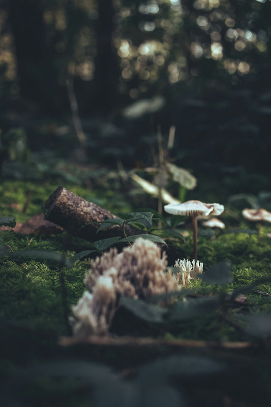 a group of mushrooms sitting on top of a lush green field