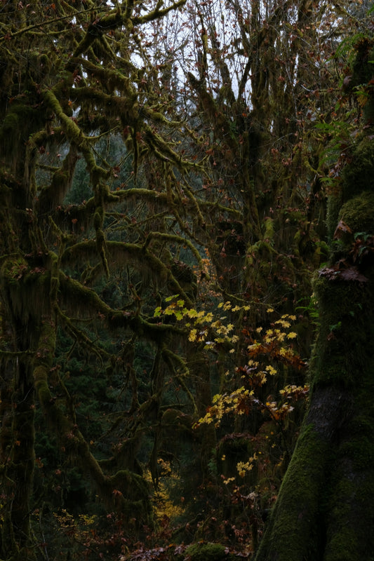 a forest filled with lots of trees covered in moss