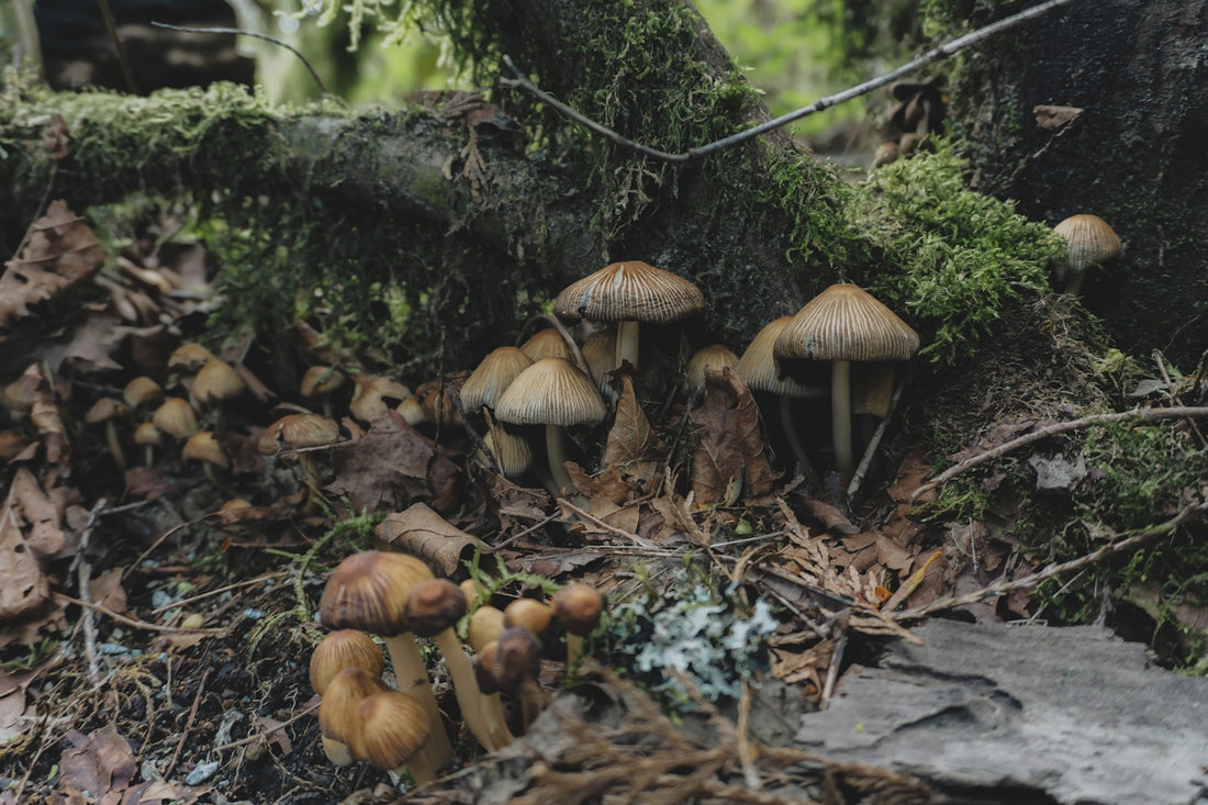 a group of mushrooms growing on the ground