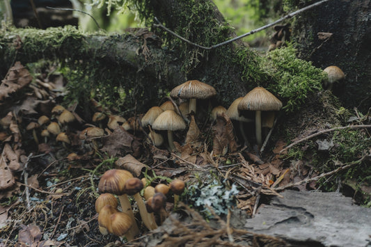 a group of mushrooms growing on the ground