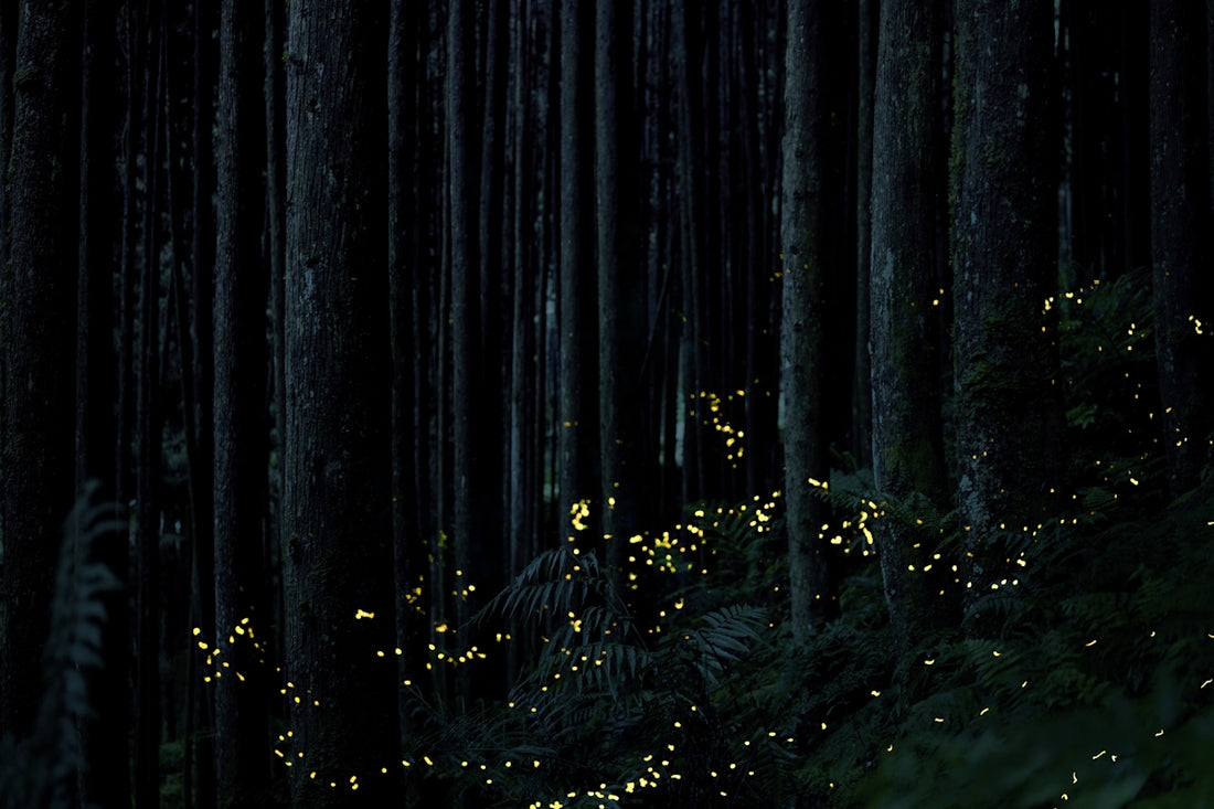a forest with trees and lights