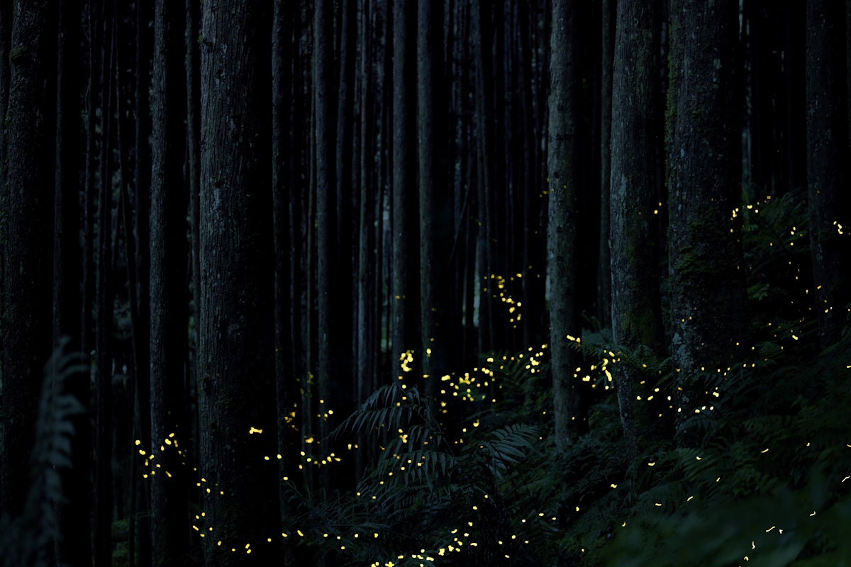 a forest with trees and lights
