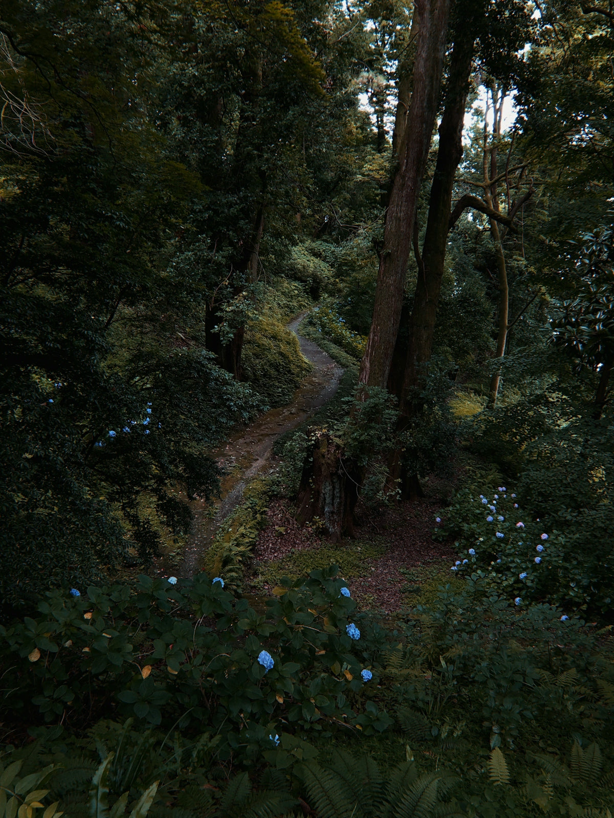a dirt path through a forest