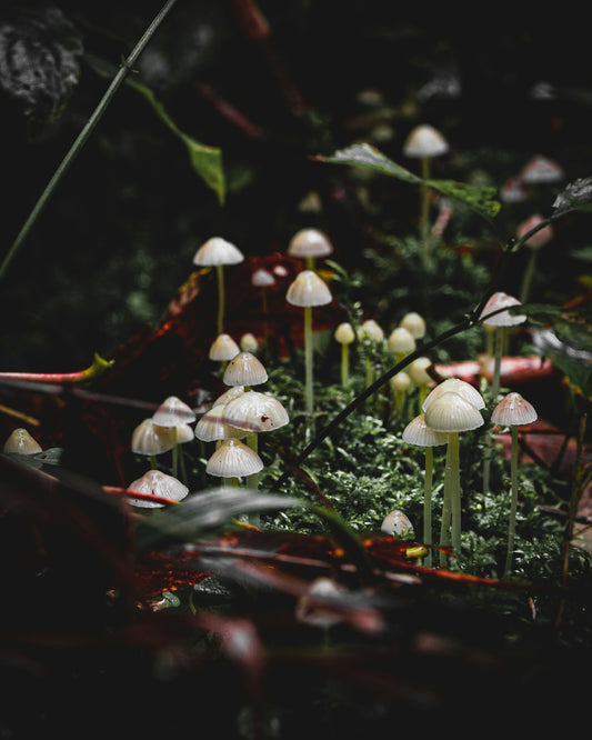 a group of mushrooms growing in a forest