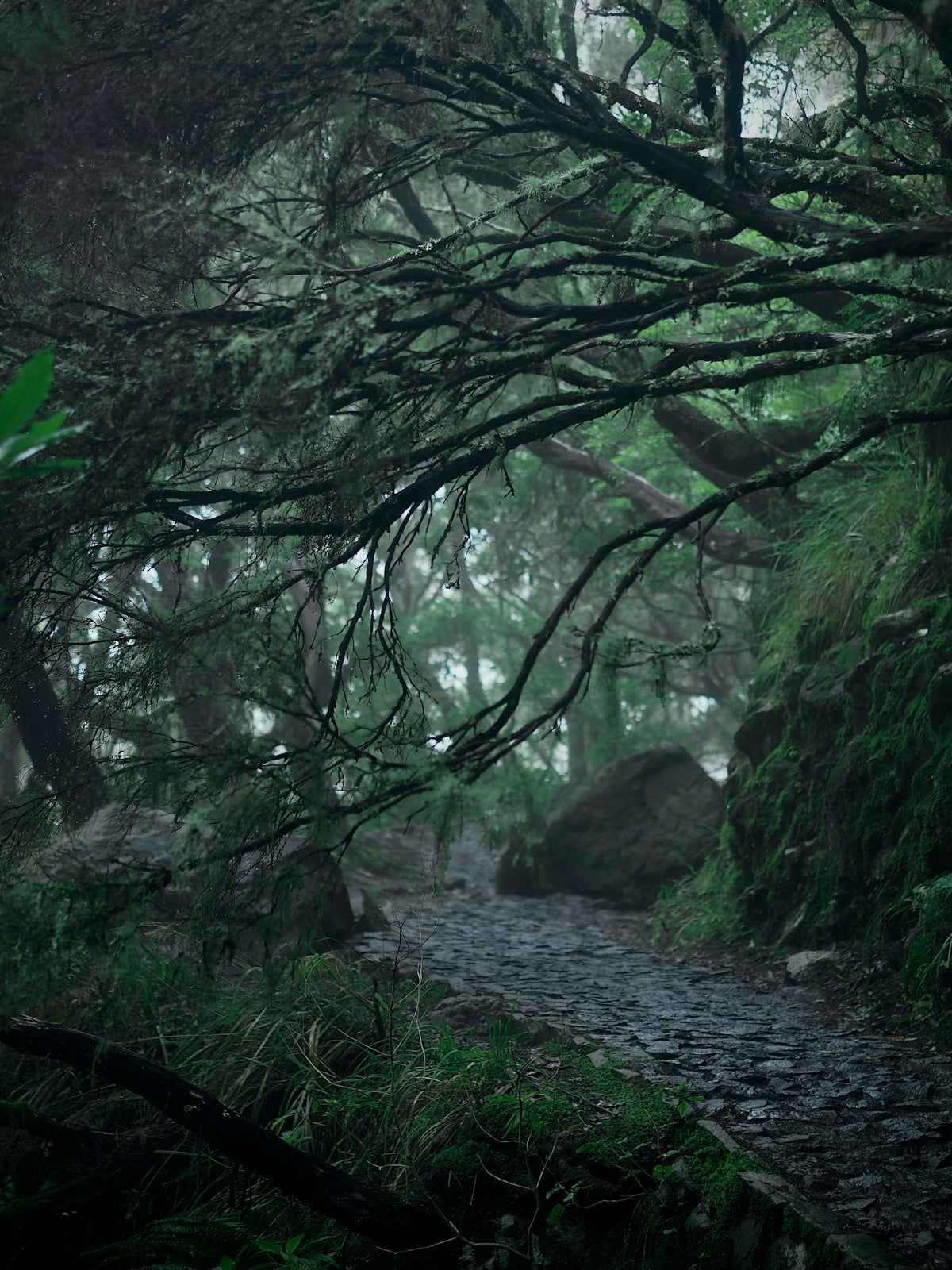 a river in a forest