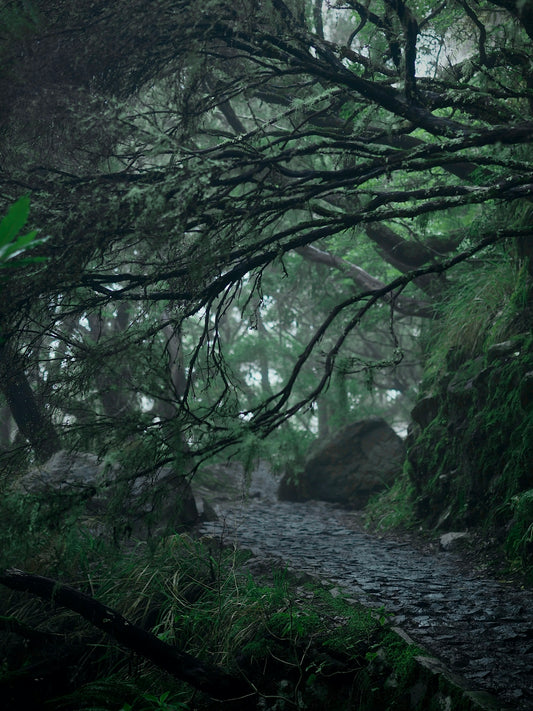 a river in a forest