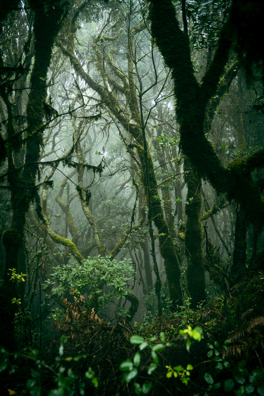 a forest with trees
