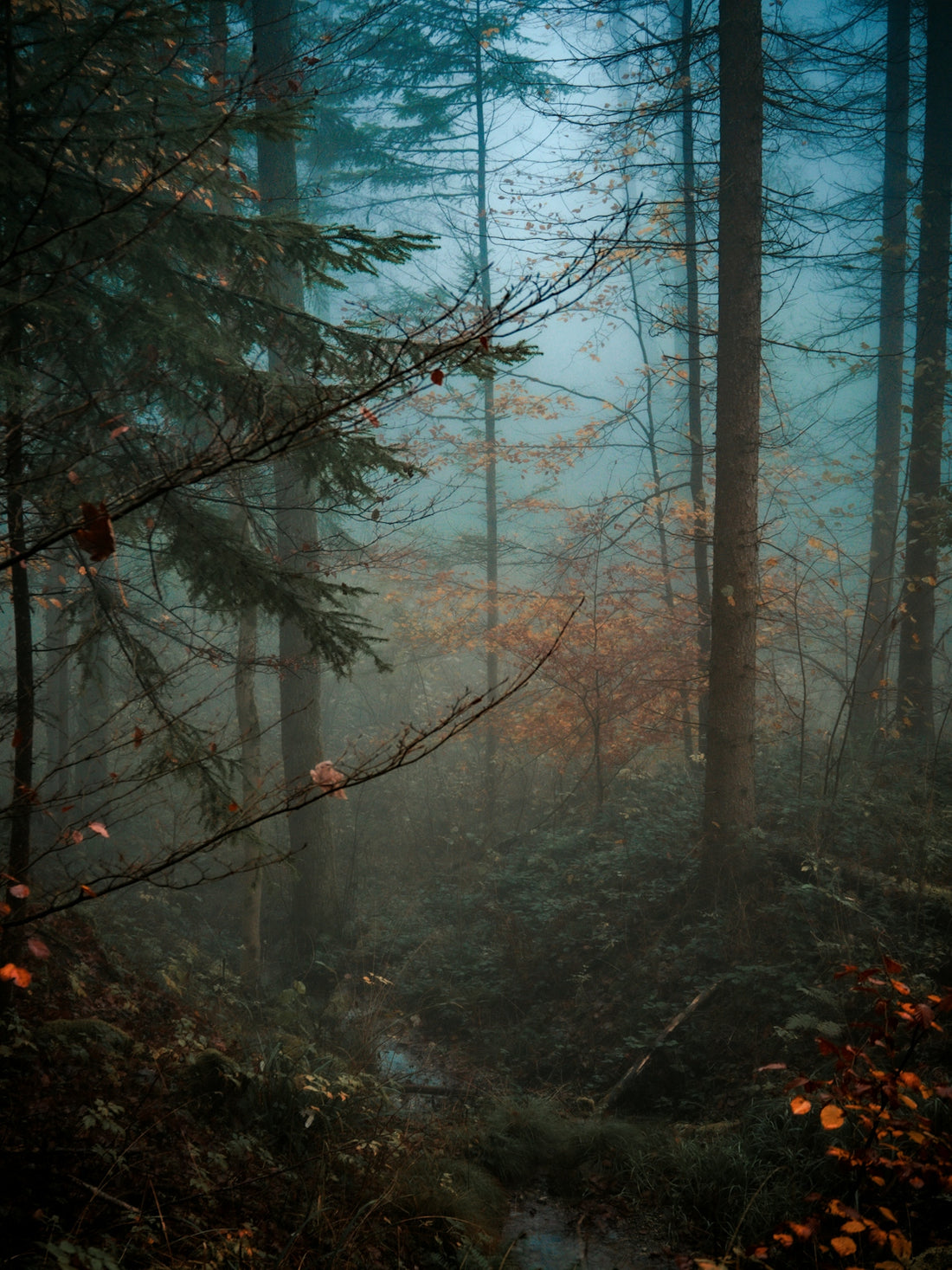 a forest with trees