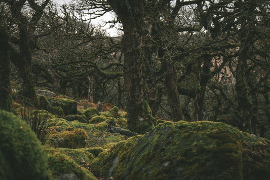 a forest filled with lots of trees covered in green moss