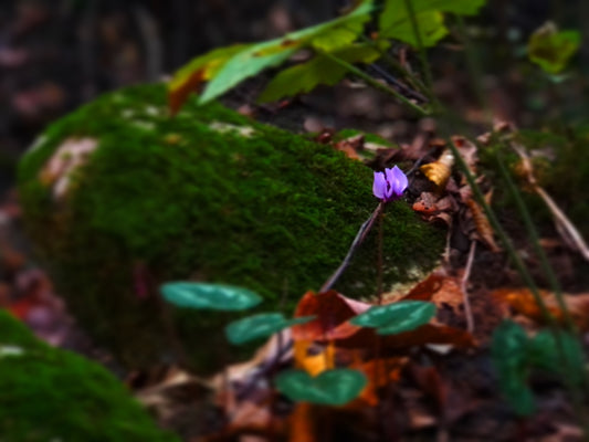 a small purple flower sitting on top of a lush green forest