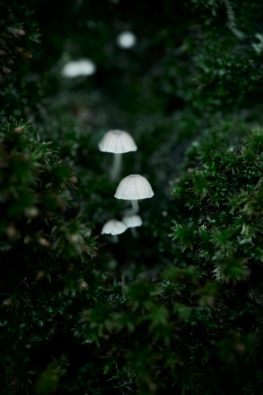 a group of white mushrooms sitting on top of a lush green forest