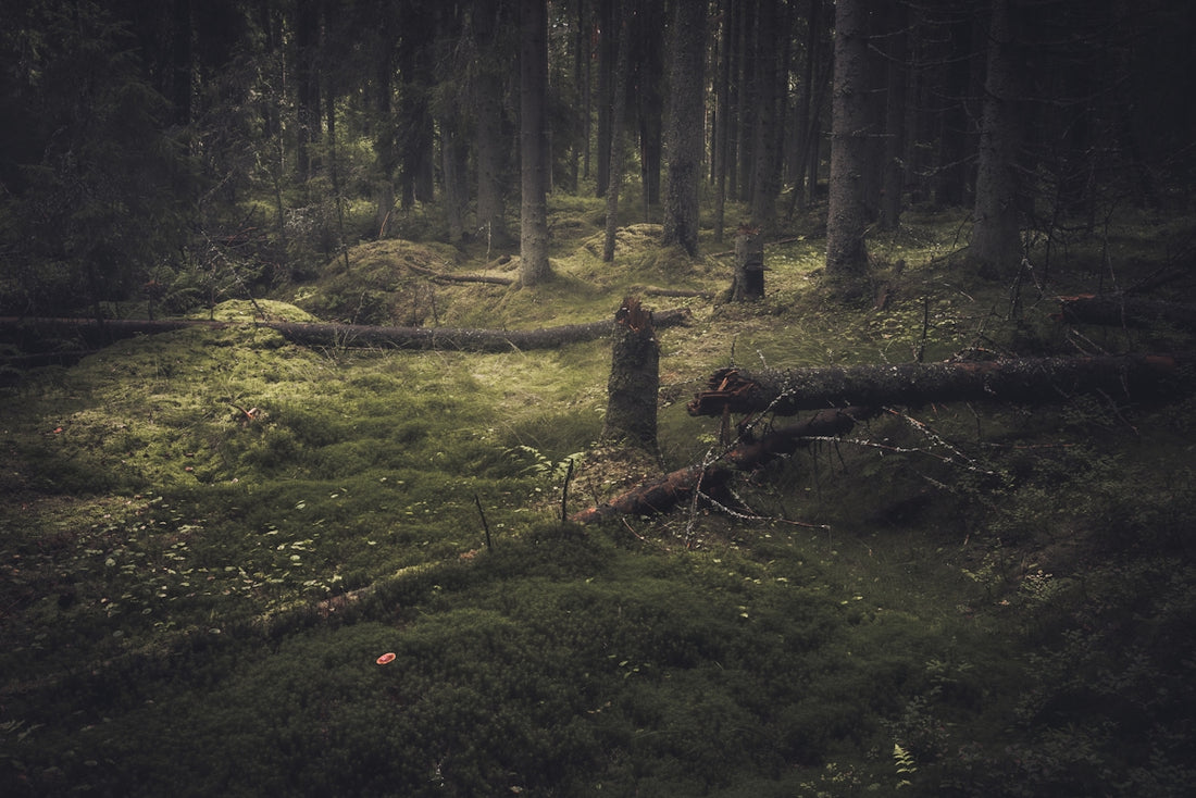 a forest filled with lots of green grass