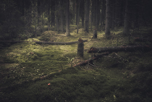 a forest filled with lots of green grass