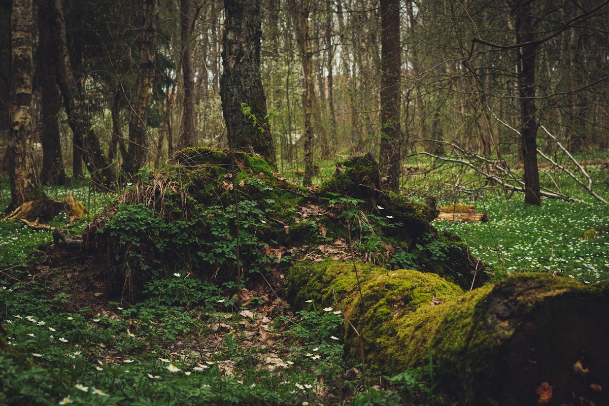 a moss covered log in the middle of a forest