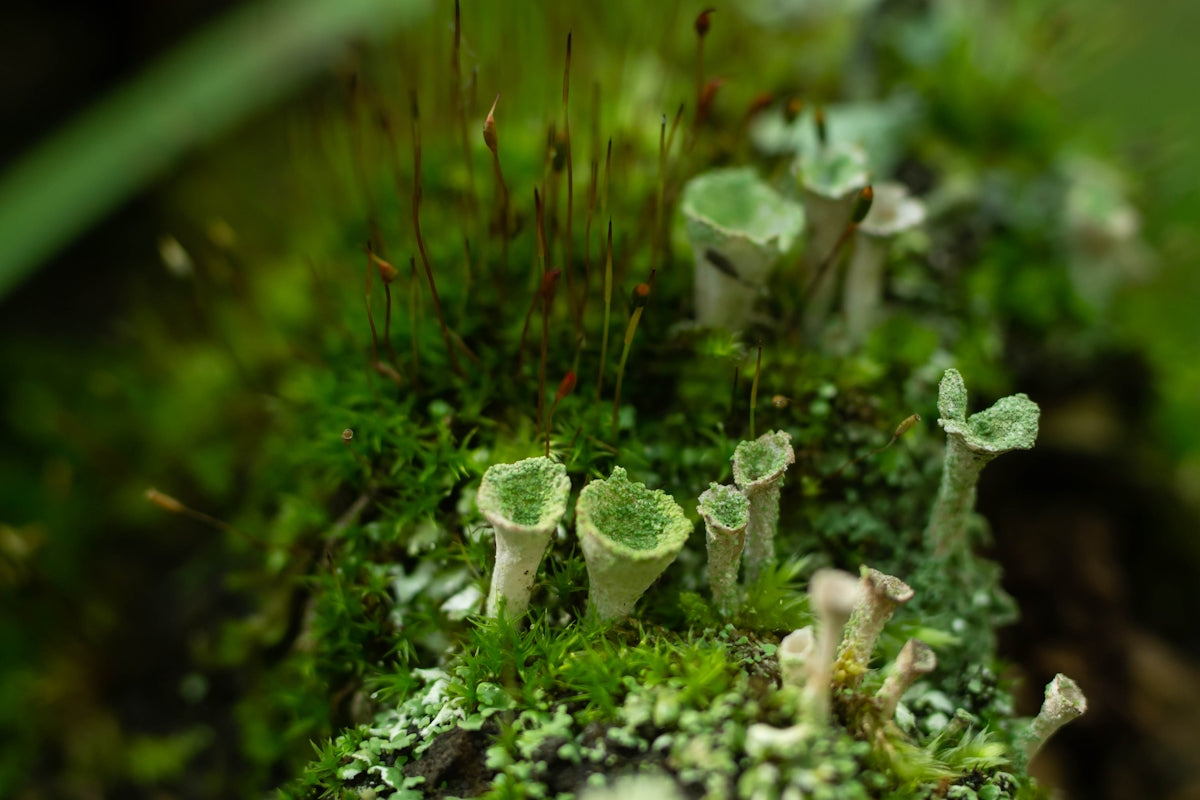 a group of small mushrooms growing on a mossy surface