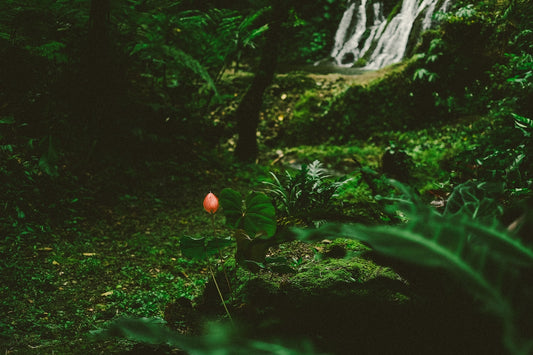 a red flower sitting in the middle of a lush green forest