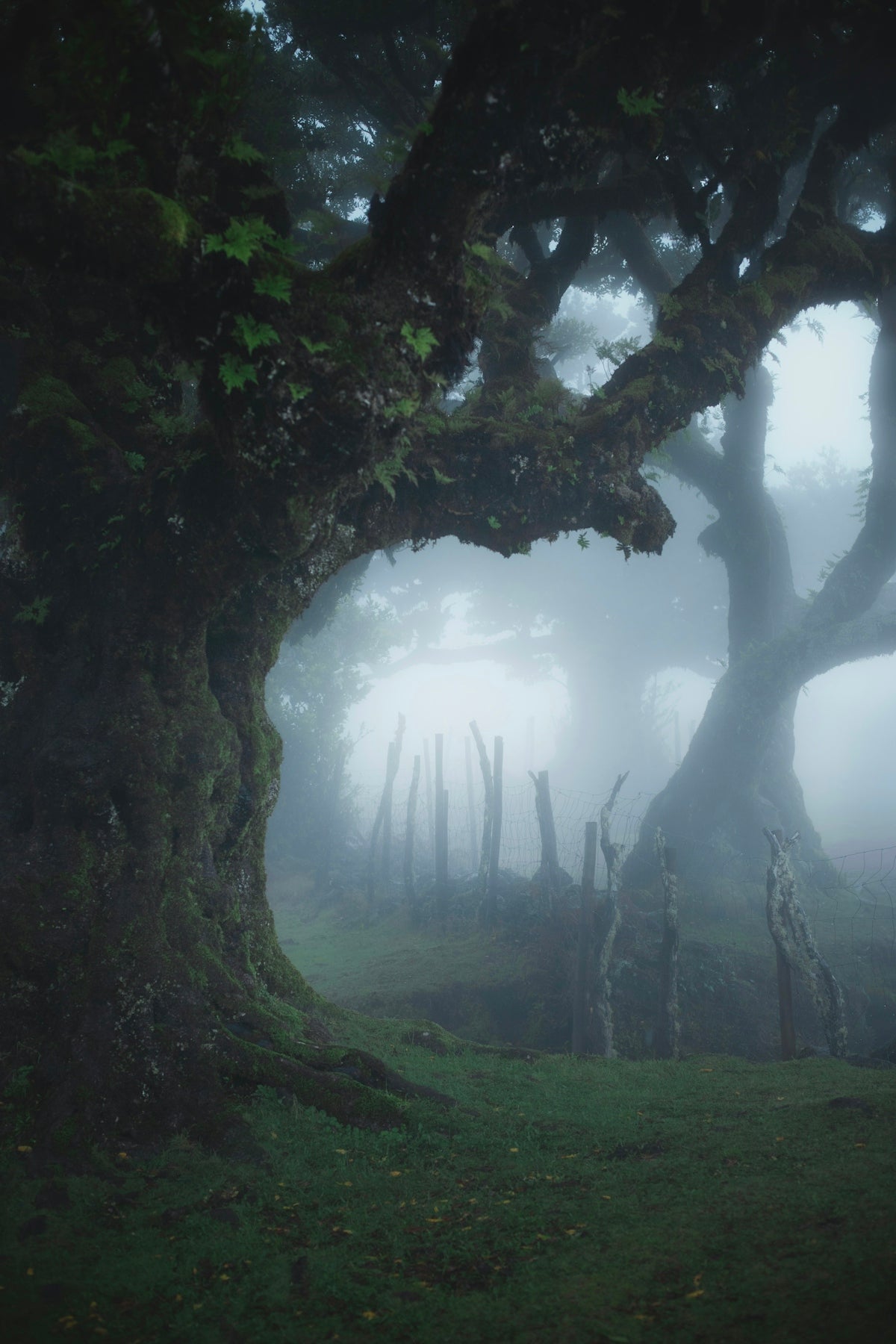 A large tree in the middle of a foggy forest