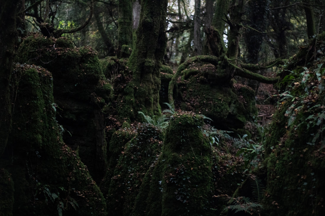 A forest filled with lots of trees covered in moss