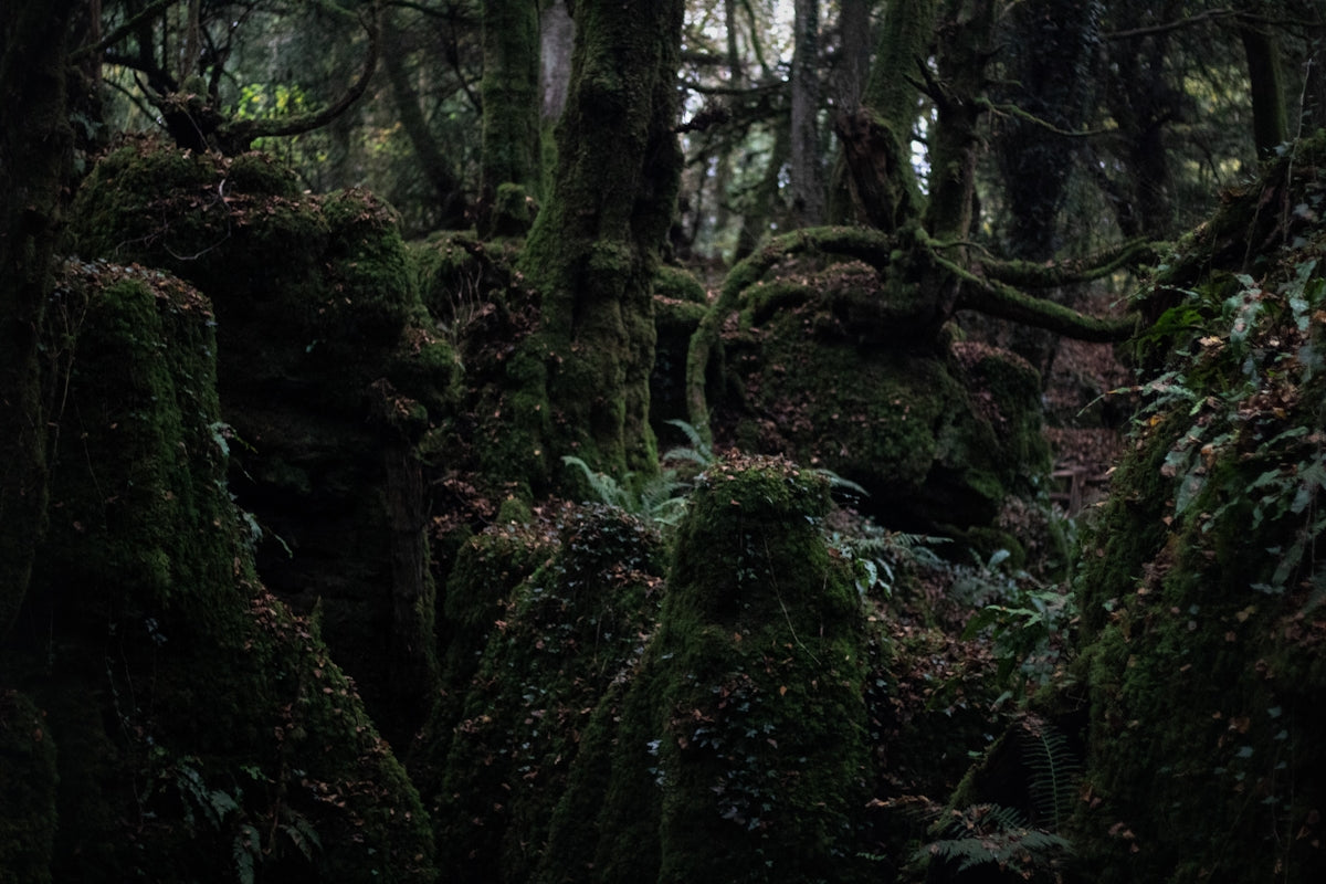 A forest filled with lots of trees covered in moss