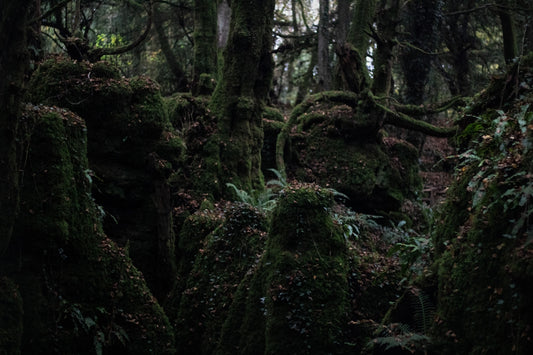 A forest filled with lots of trees covered in moss