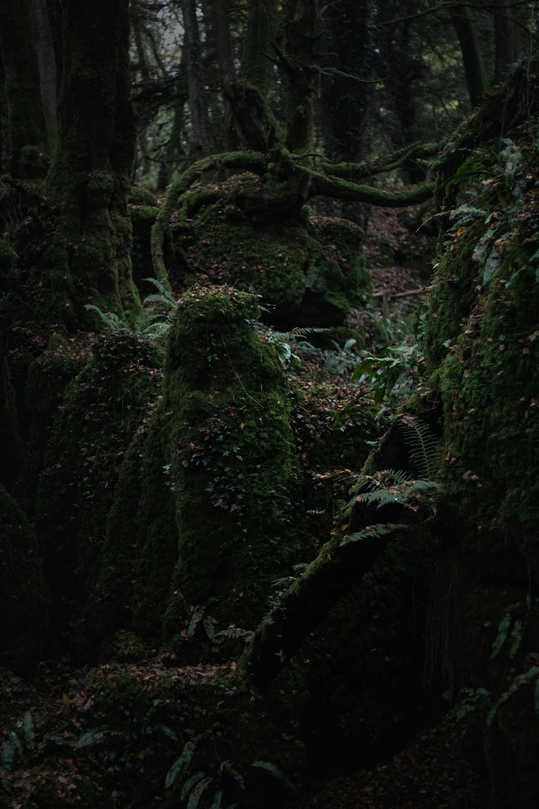 A forest with moss covered rocks and trees