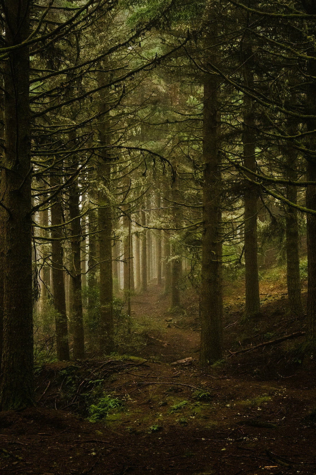 A misty forest path through tall trees.