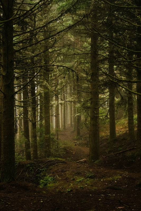 A misty forest path through tall trees.