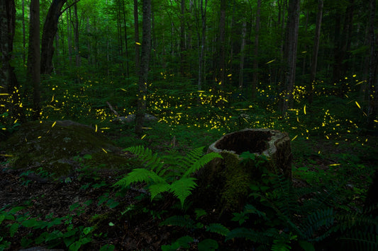 Fireflies illuminate a dark forest at night.