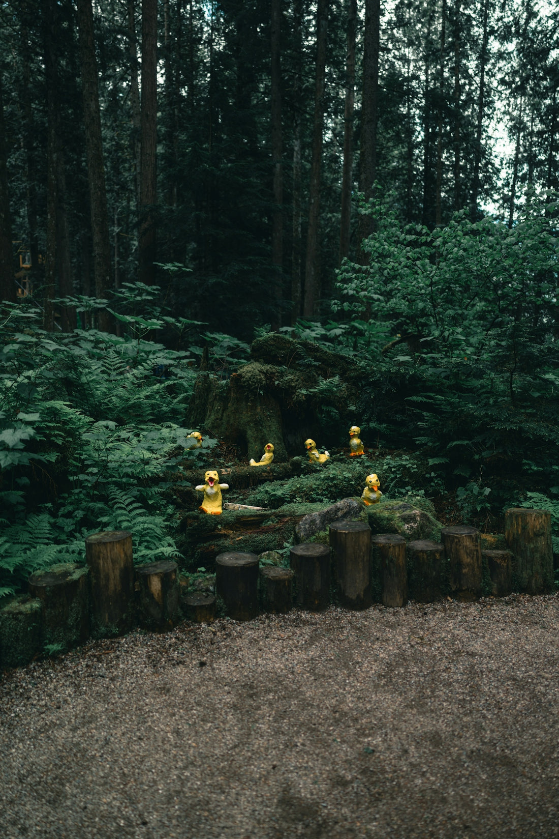 Yellow ducks sit in a lush green forest.