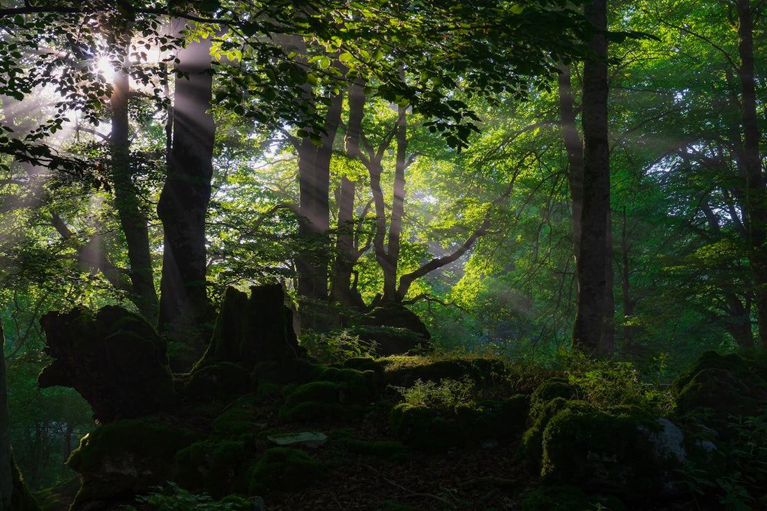 Sunlight streams through a lush green forest canopy.