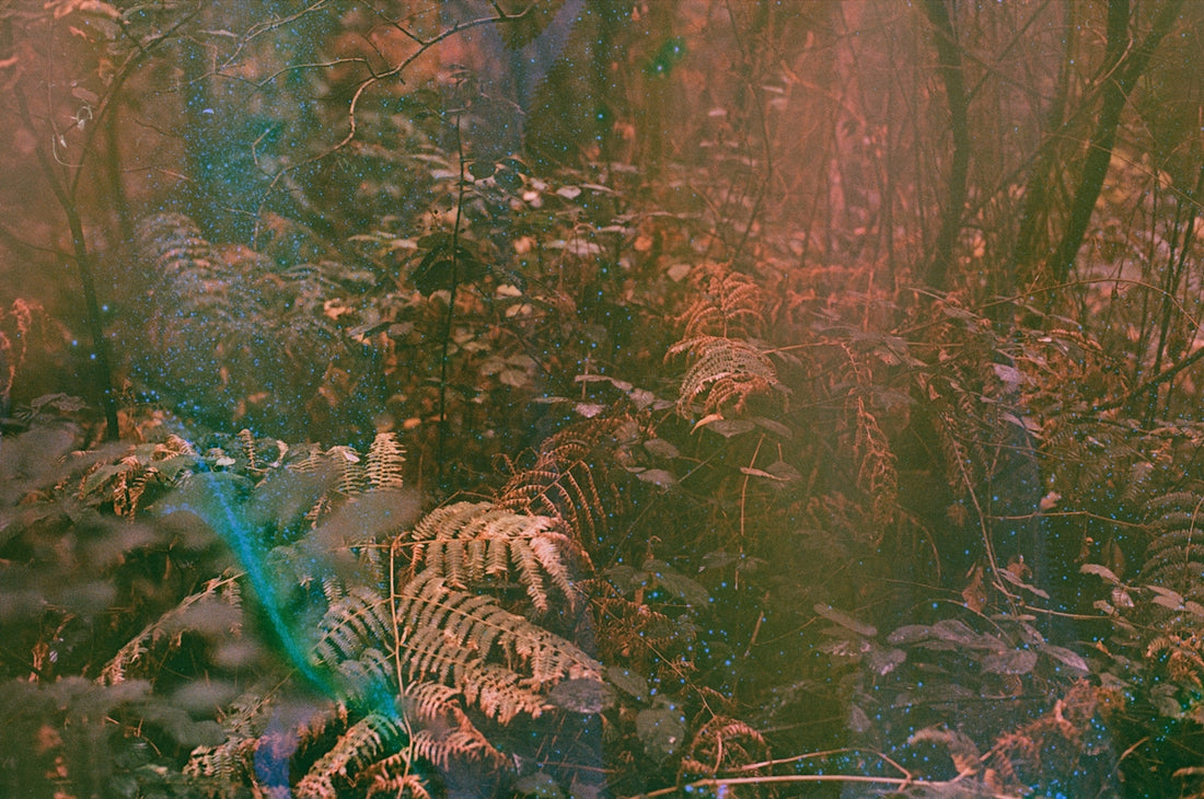 Dense forest with ferns and trees