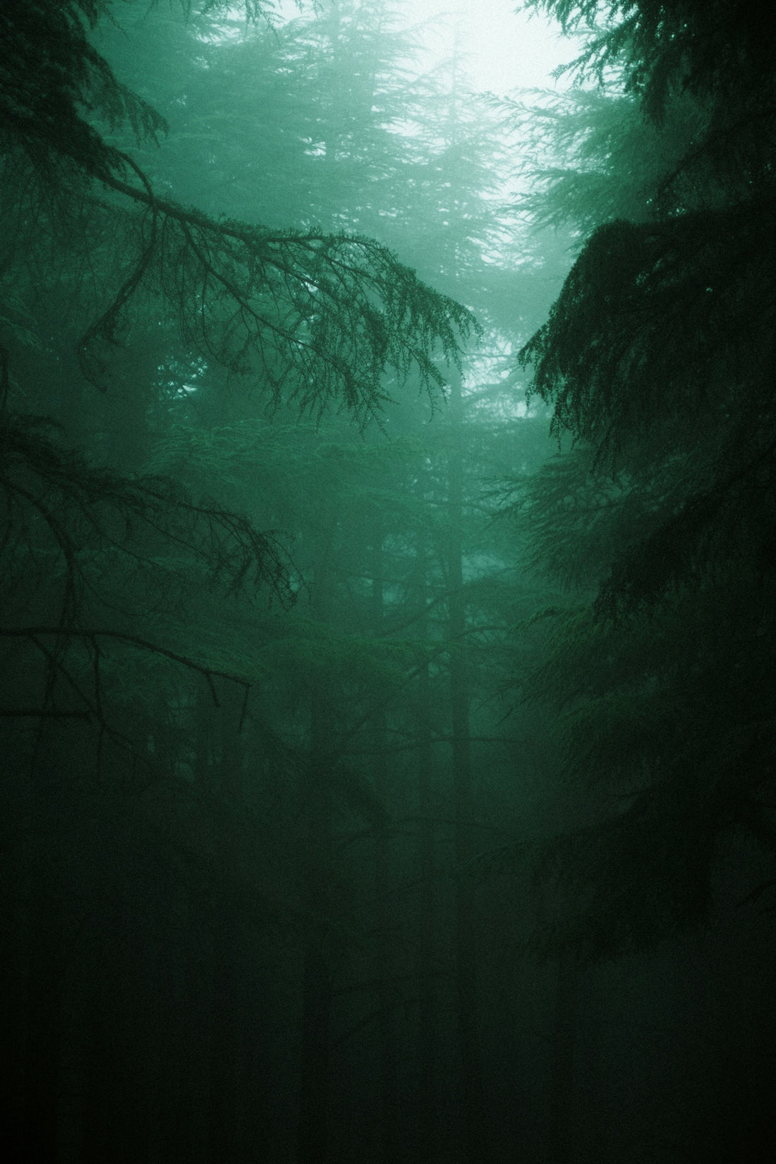 Misty green forest with tall evergreen trees