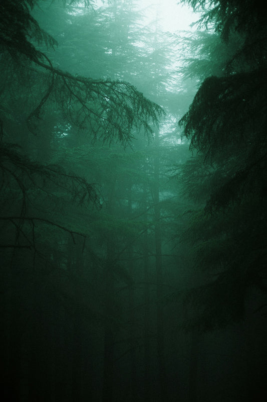 Misty green forest with tall evergreen trees