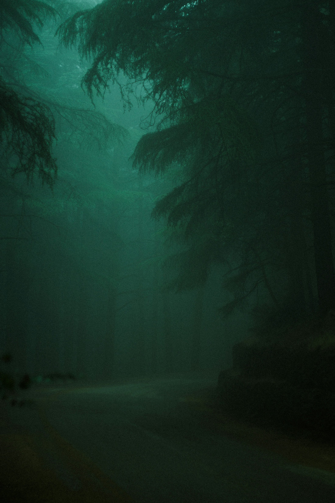 Misty forest path with tall evergreen trees